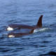 An orca mother and her (living) calf